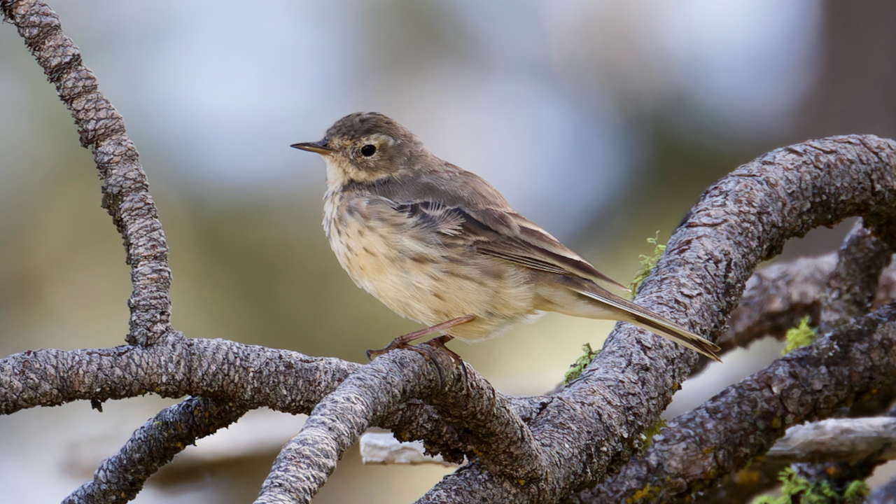 American Pipit