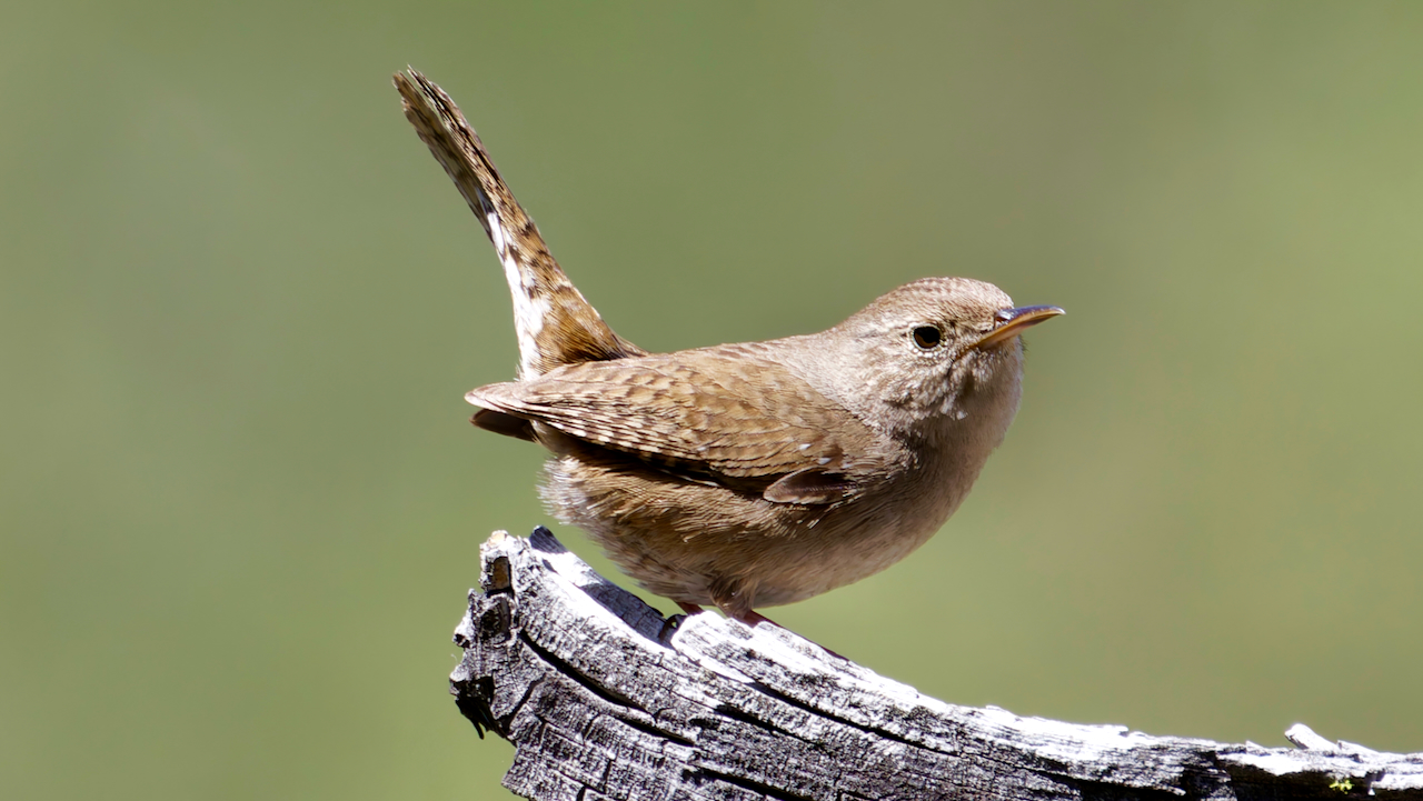 House Wren