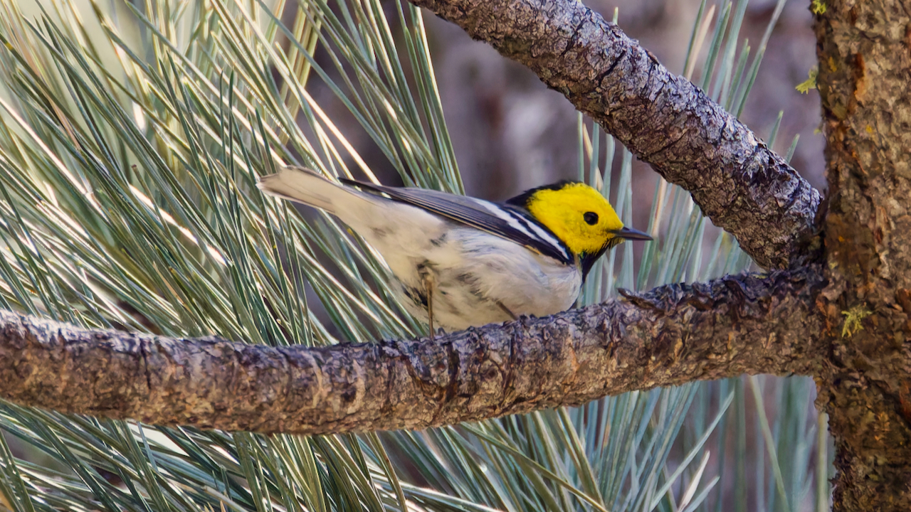 Hermit Warbler
