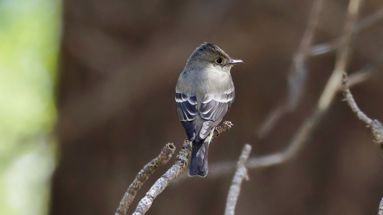 Western Wood-Pewee