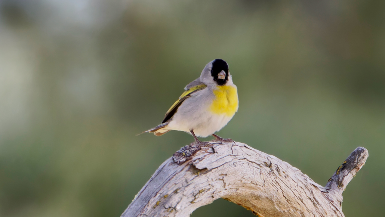 Lawrence’s Goldfinch