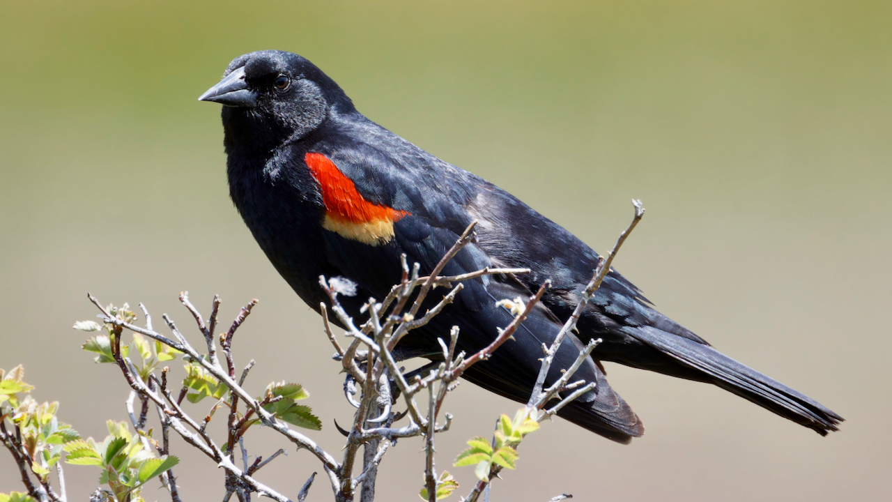 Red-winged Blackbird