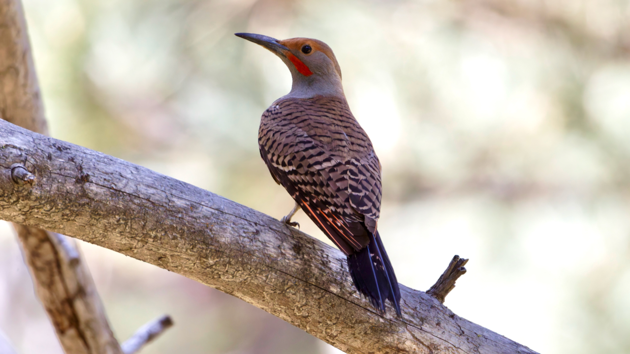 Northern Flicker