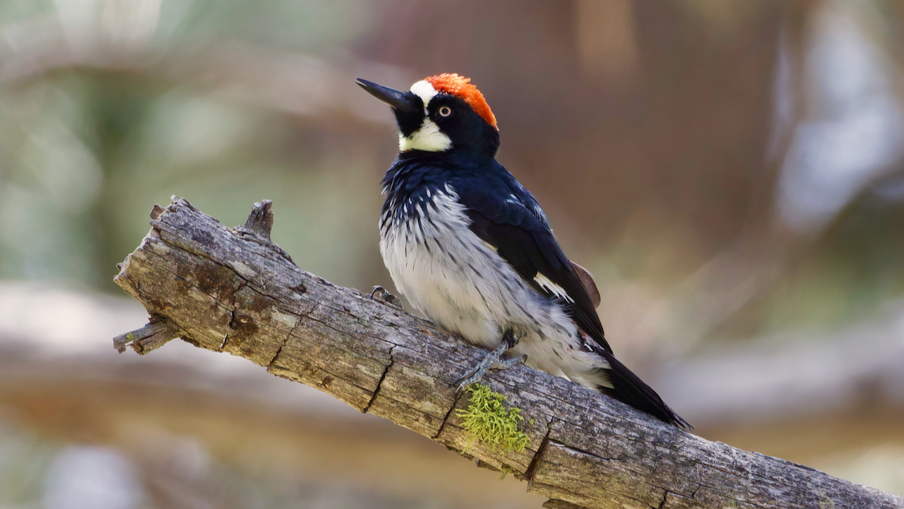 Acorn Woodpecker