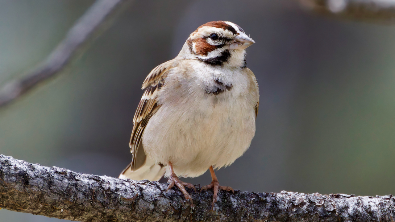 Lark Sparrow