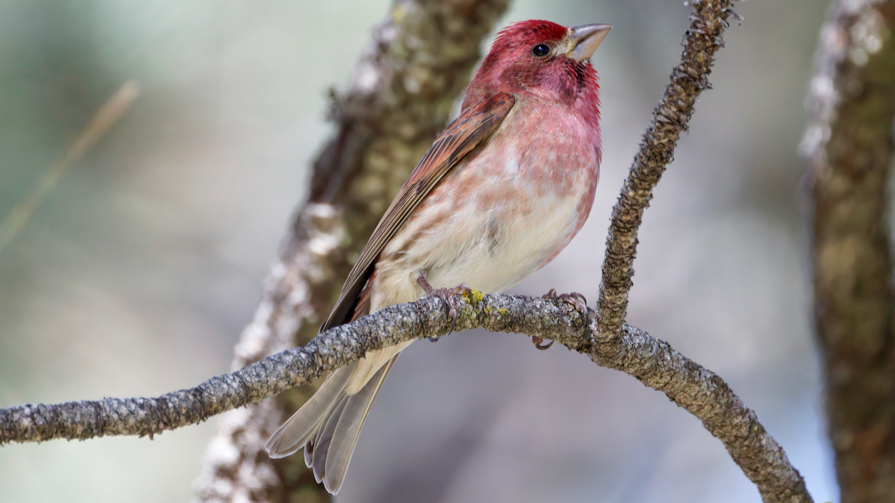 Purple Finch