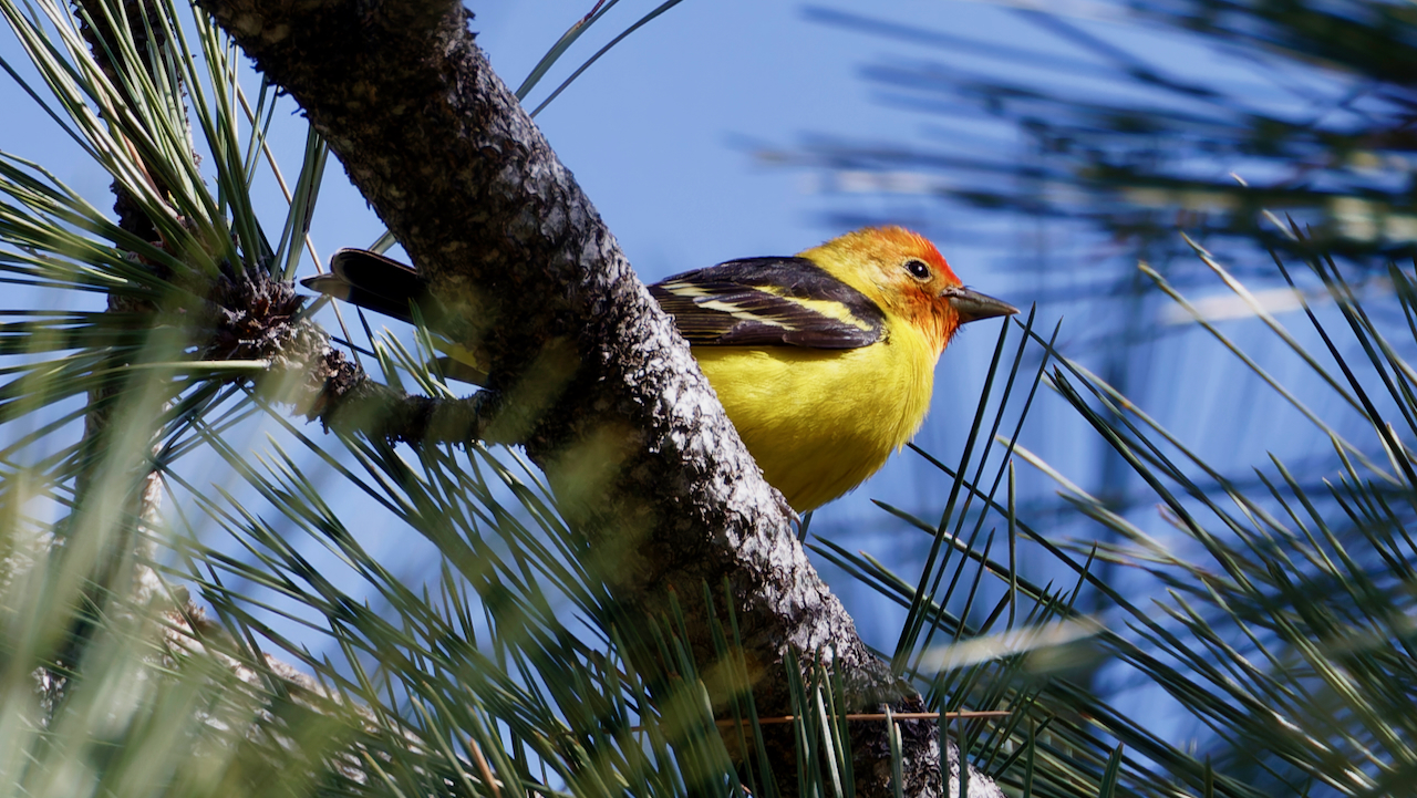 Western Tanager