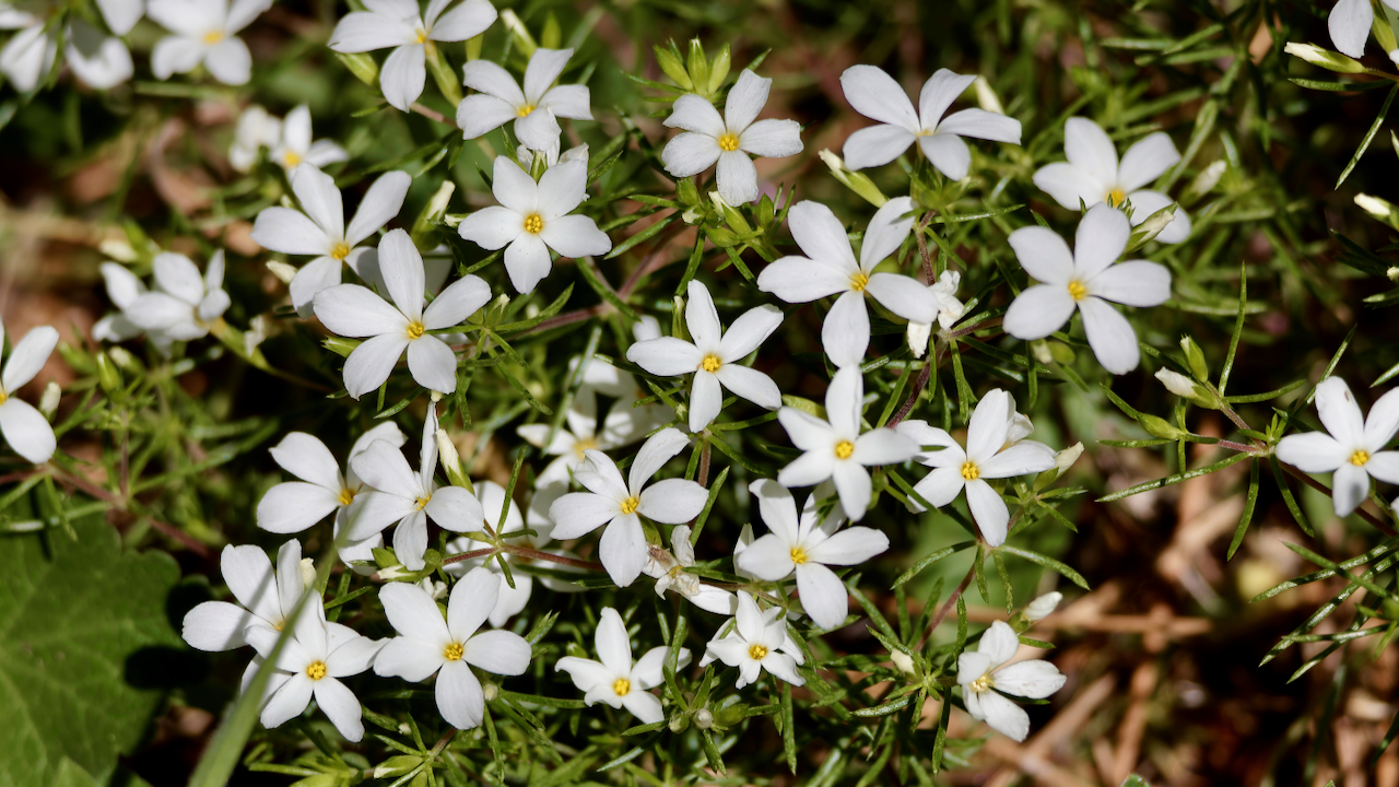 Many-flower linanthus