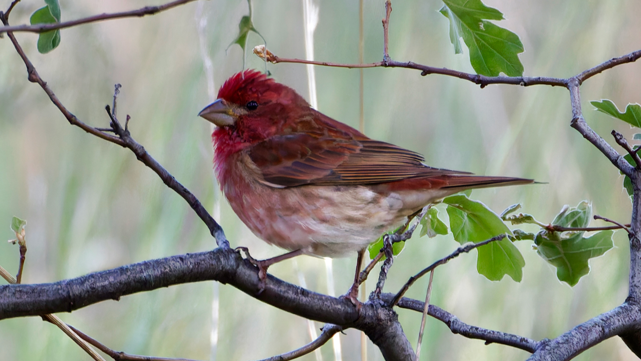 Purple Finch