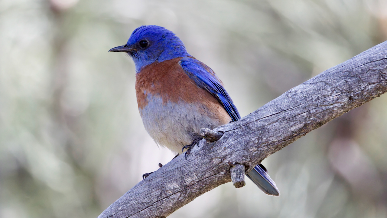 Western Bluebird