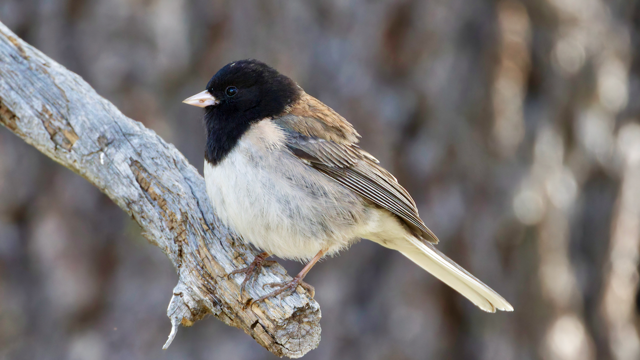 Dark-eyed Junco