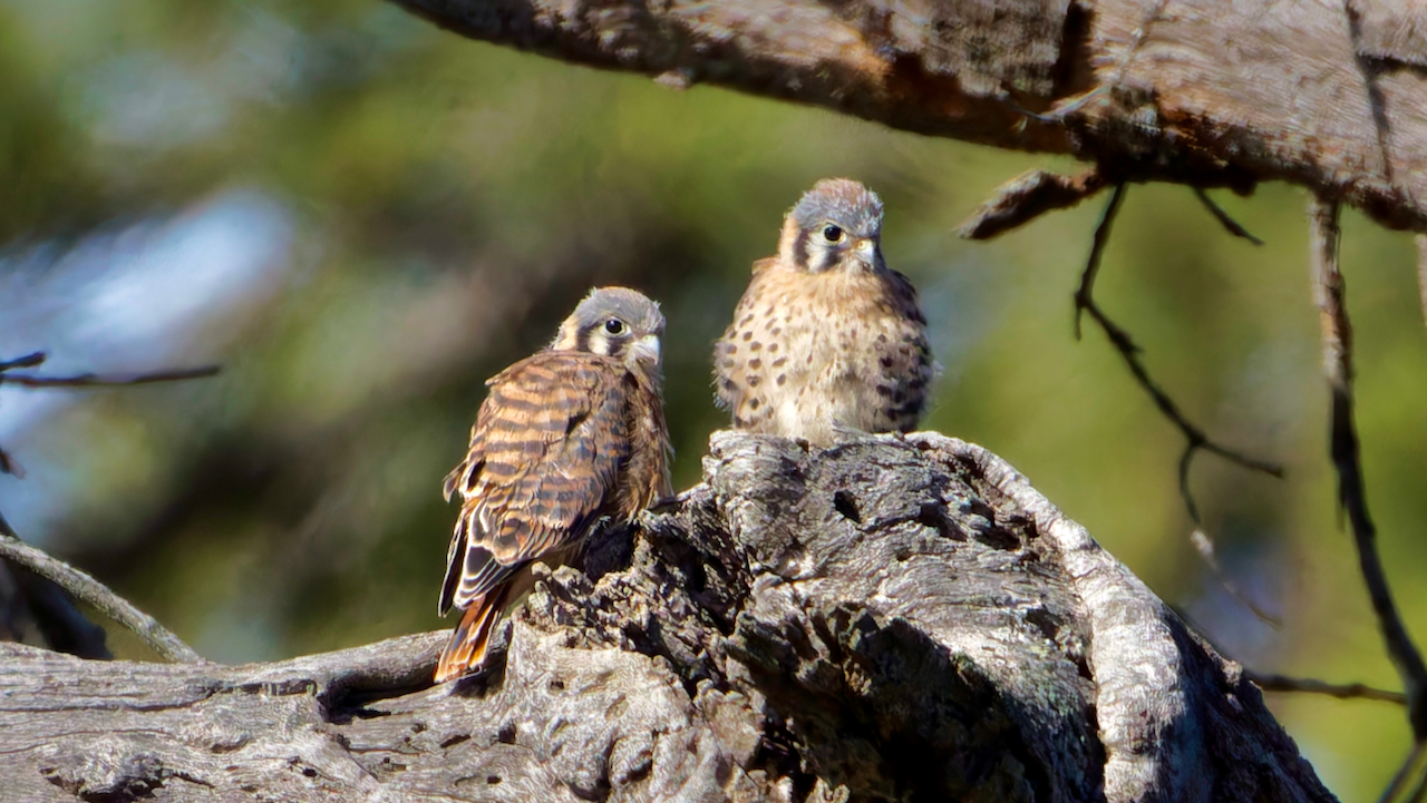 American Kestrels