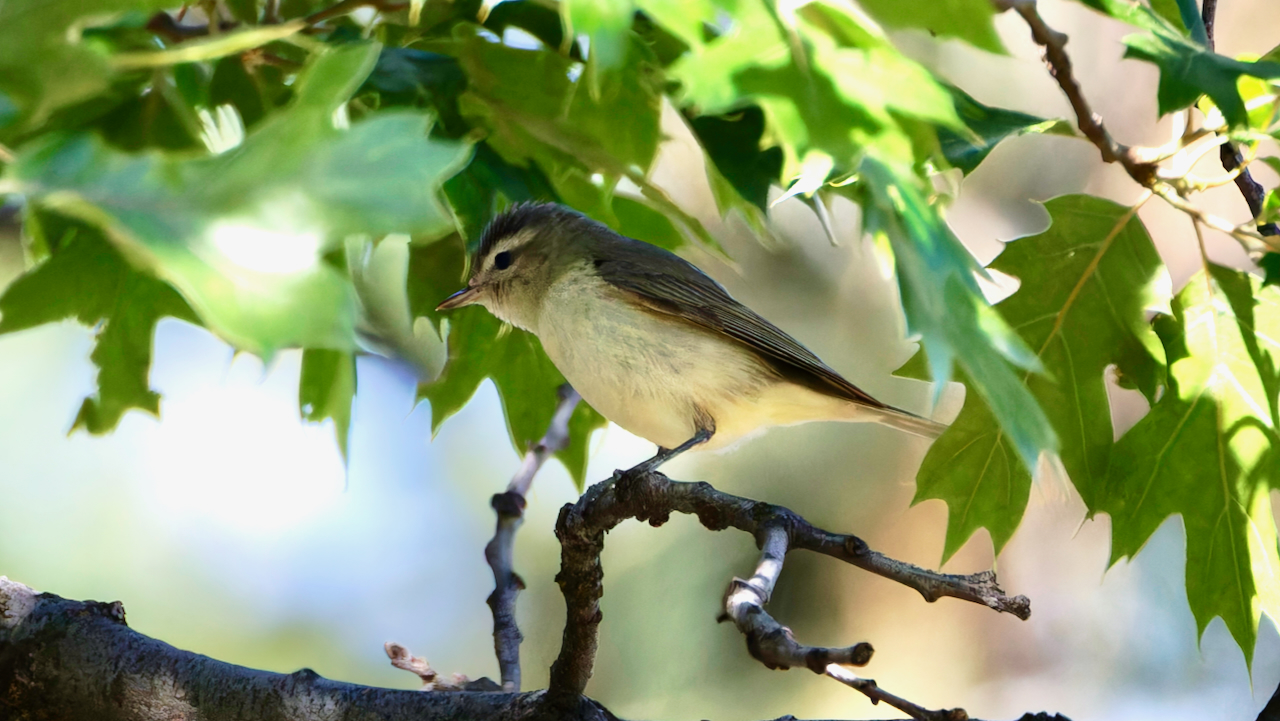 Western Warbling Vireo