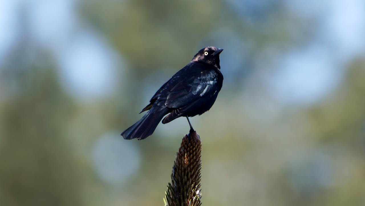 Brewer’s Blackbird