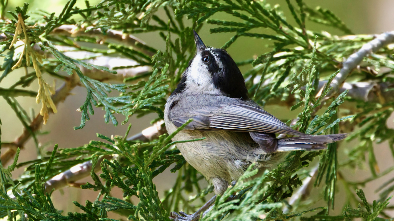 Mountain Chickadee