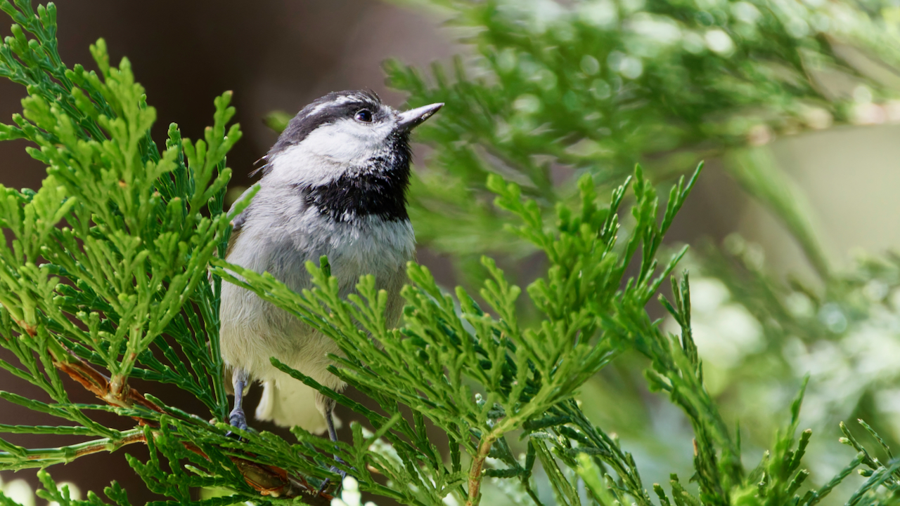 Mountain Chickadee