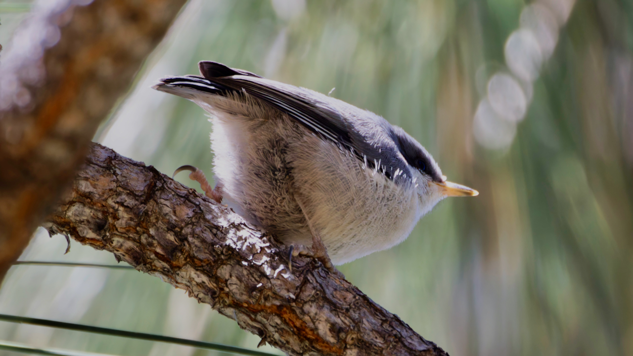 Pygmy Nuthatch