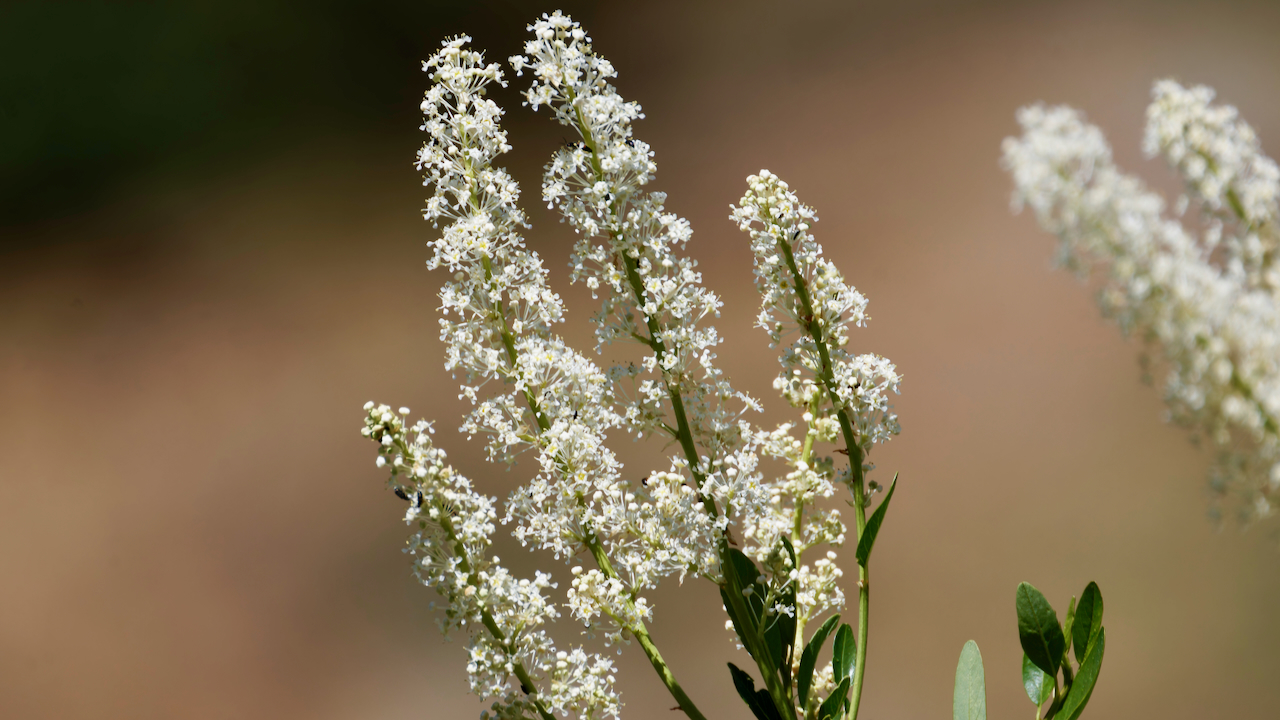 Palmer ceanothus