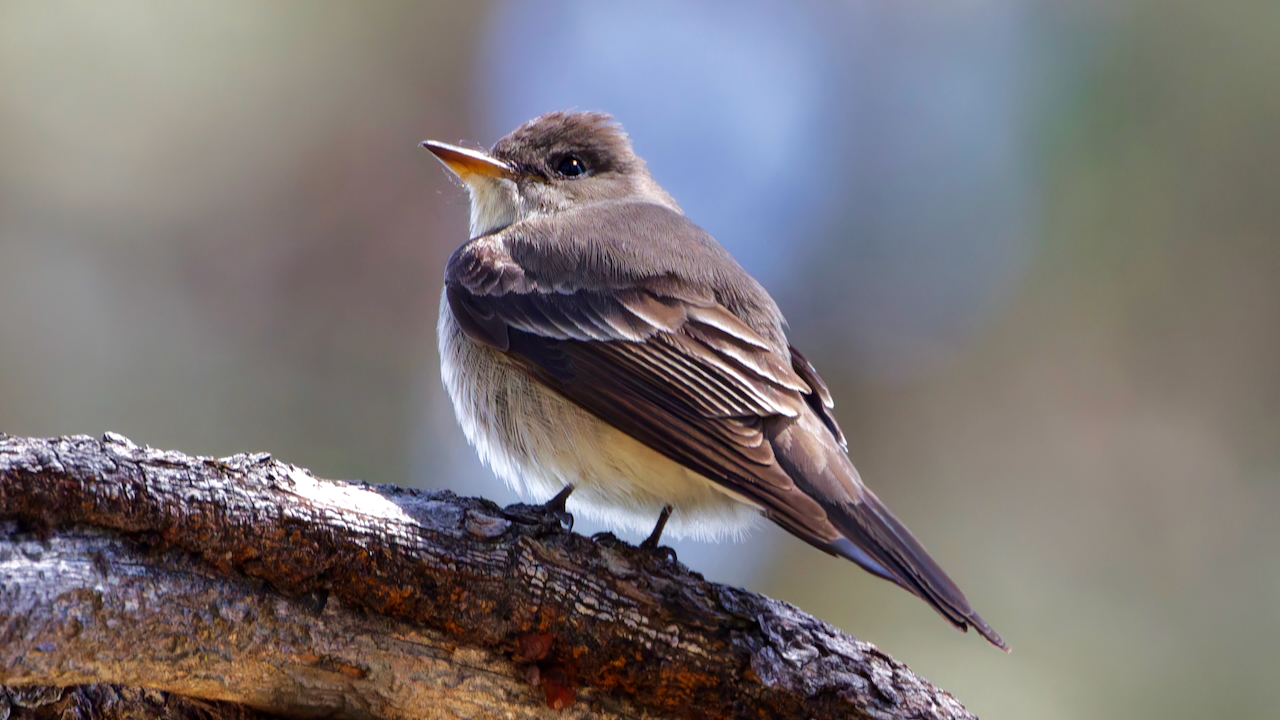 Western Wood-Pewee