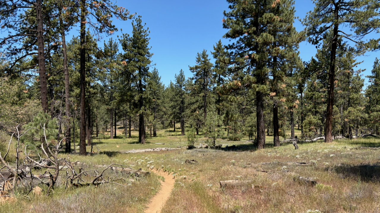 Trail View