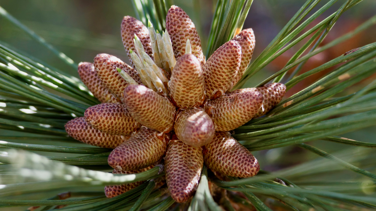Pinaceae