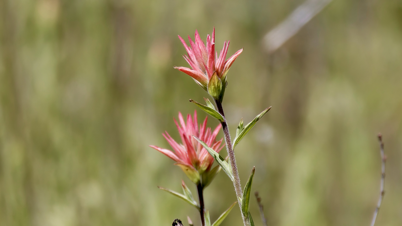Giant red Indian paintbrush