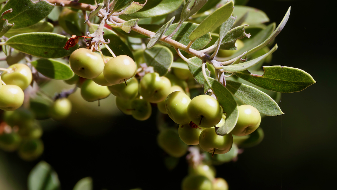 Mexican manzanita