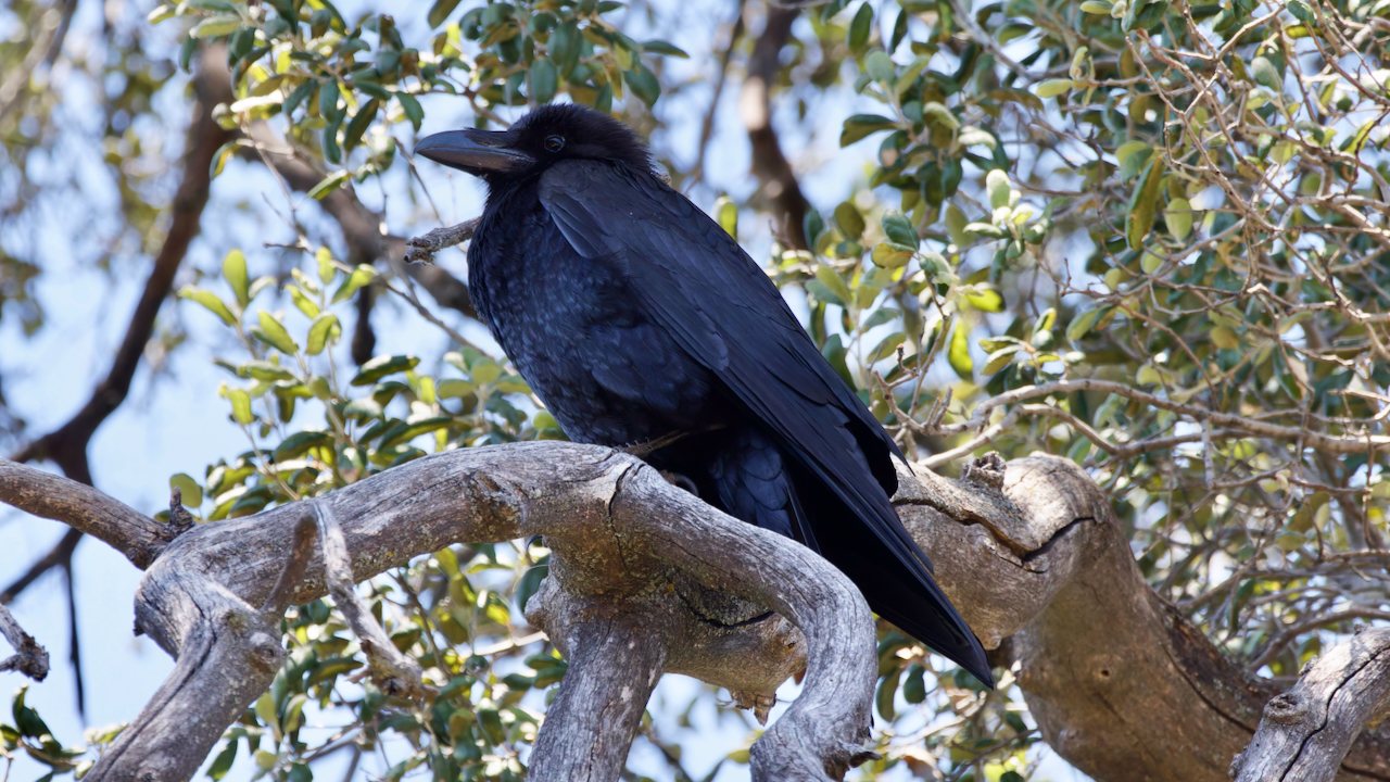 Common Raven