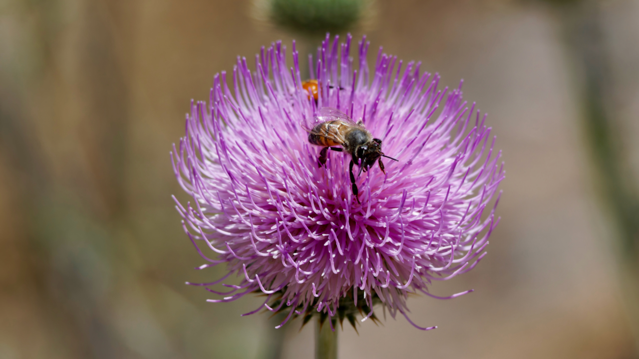Plume Thistle