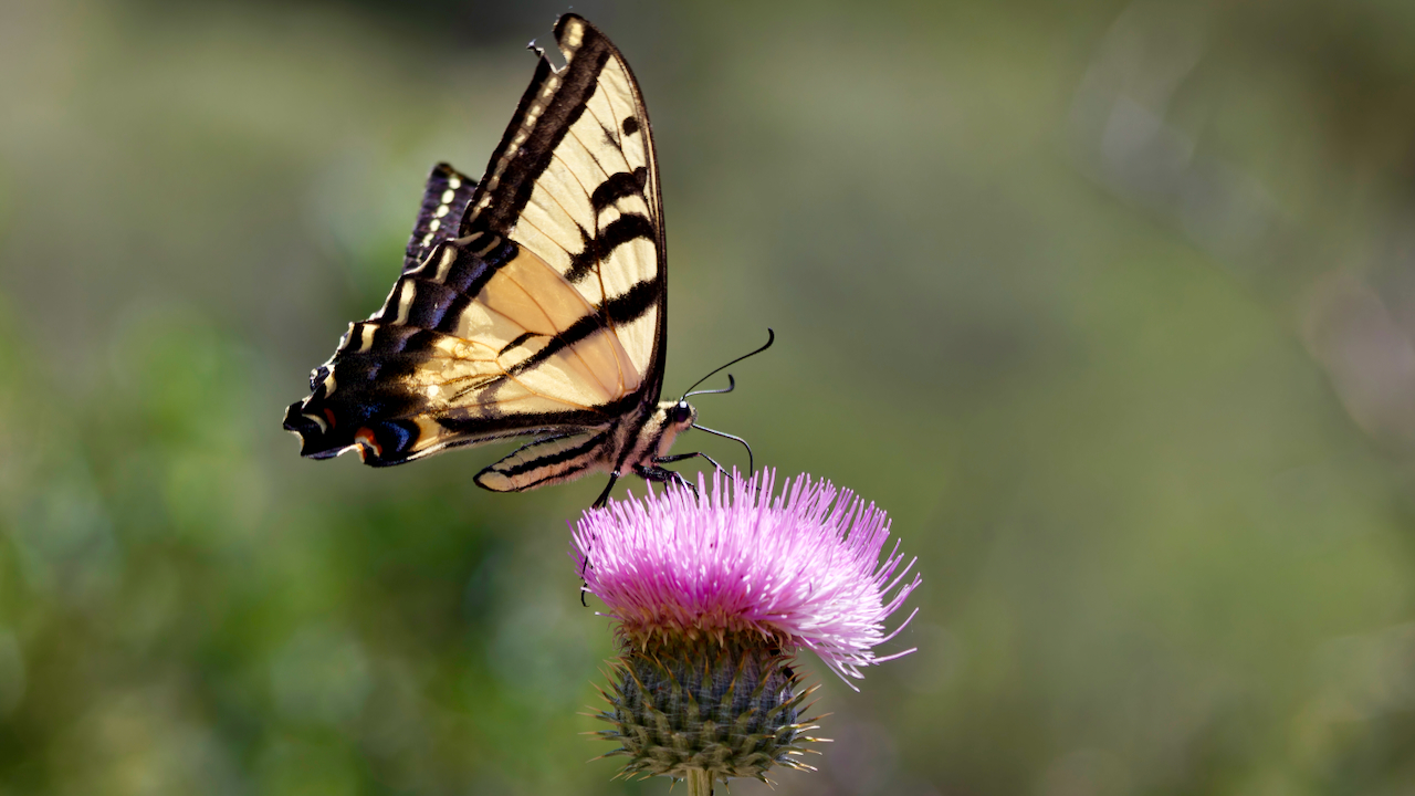 Western Tiger Swallowtail