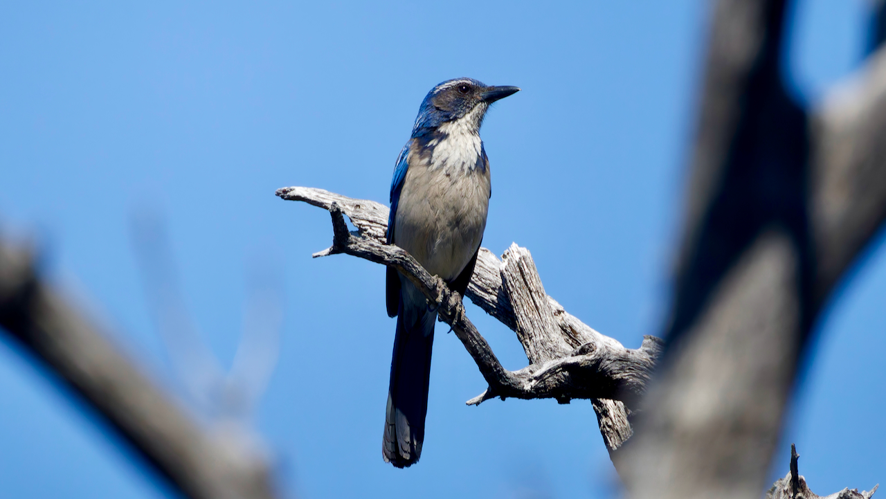 California Scrub-jay