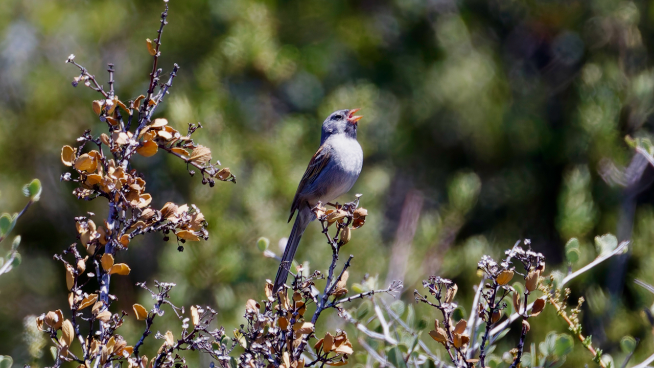 Black-chinned Sparrow