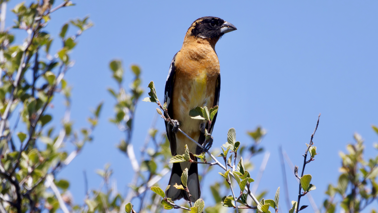 Black-headed Grosbeak