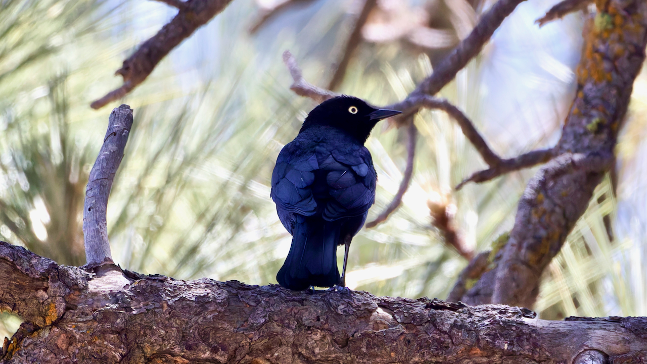 Brewer’s Blackbird