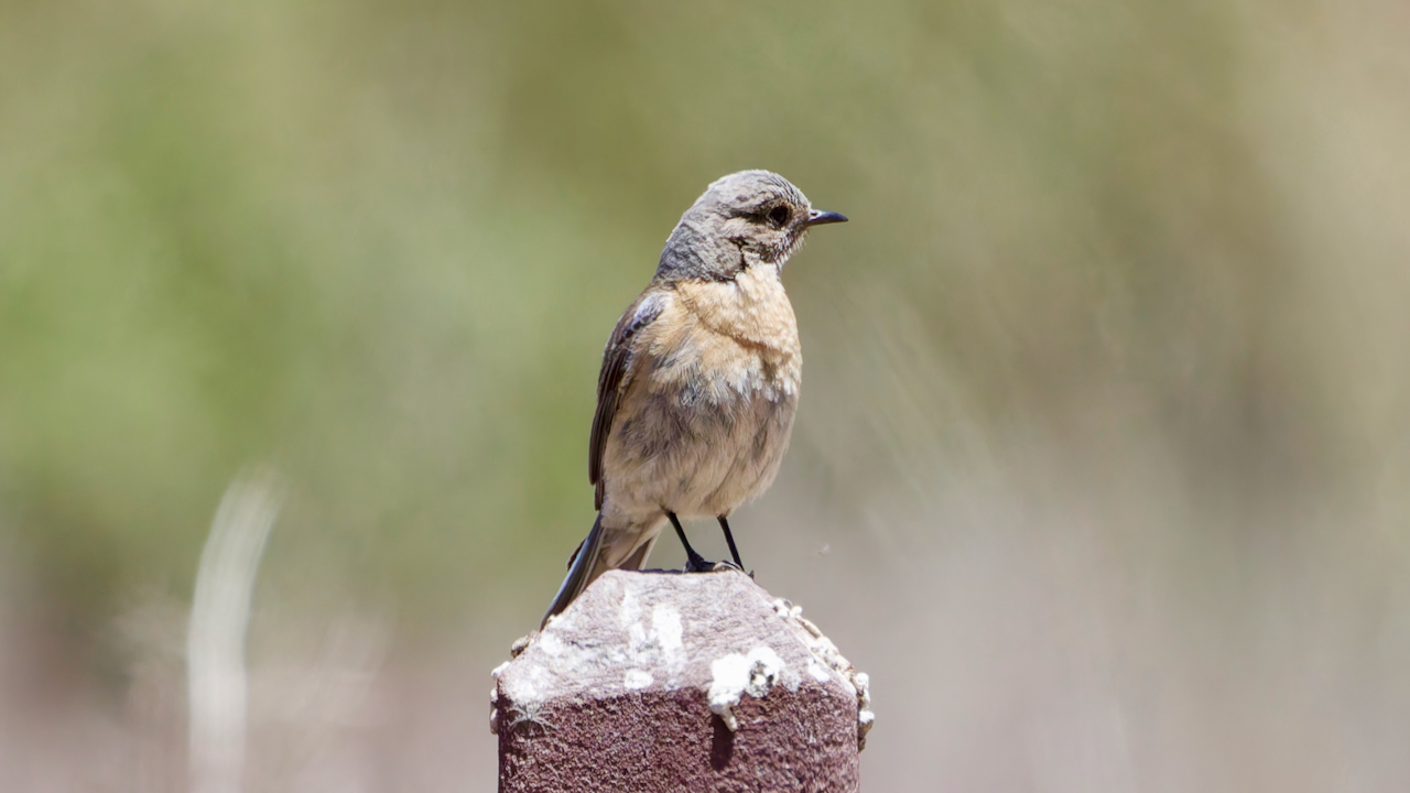 Western Bluebird
