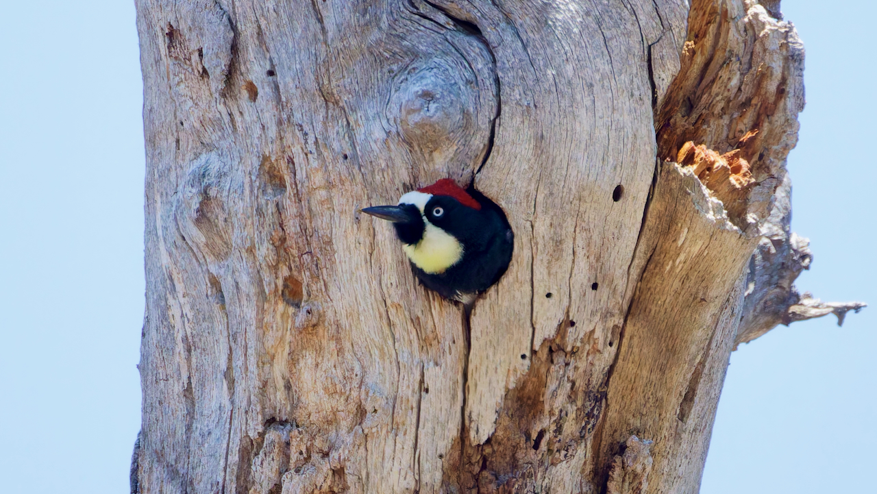 Acorn Woodpecker
