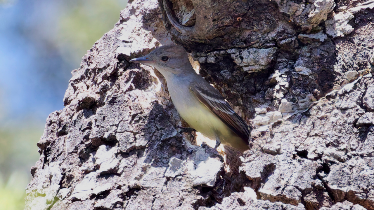 Ash-throated Flycatcher