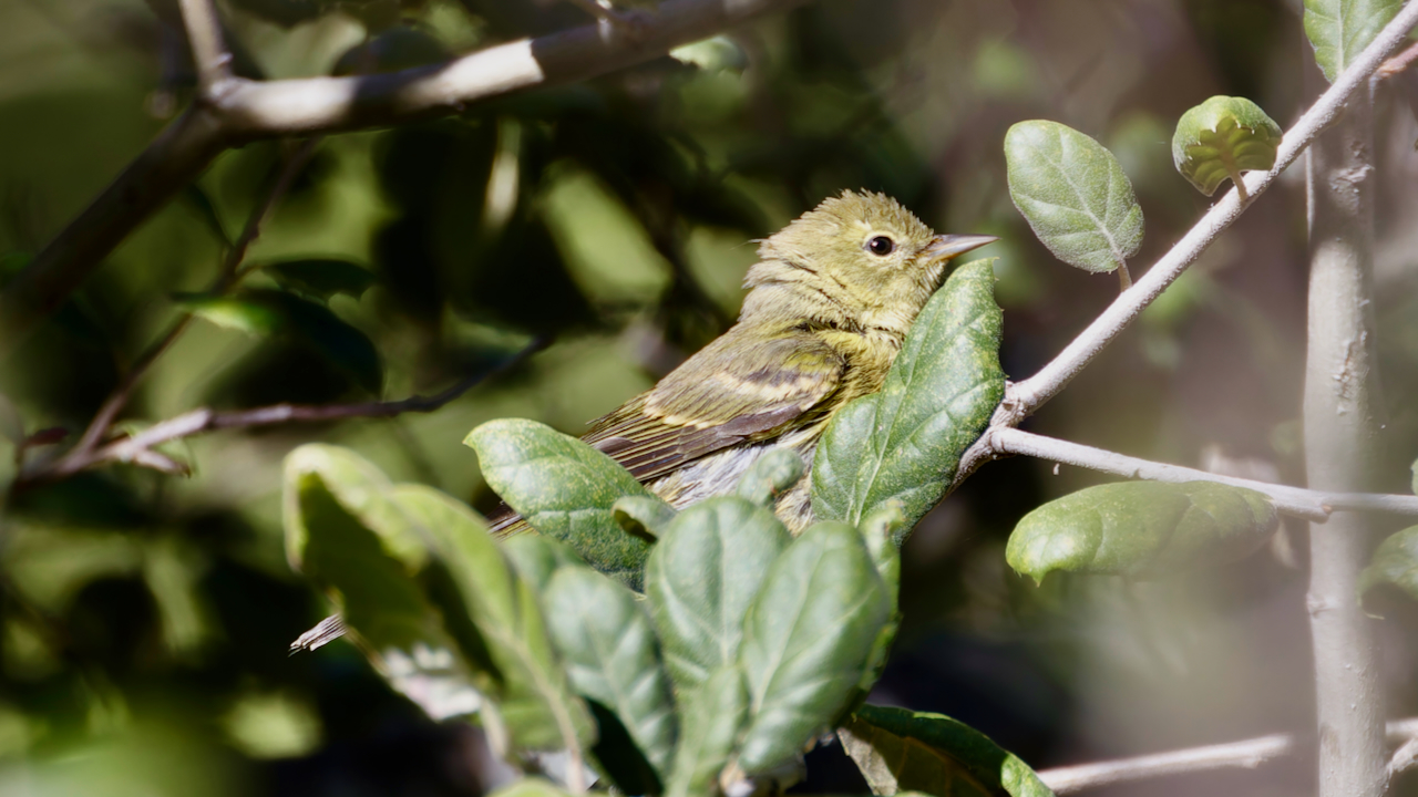 Orange-crowned Warbler