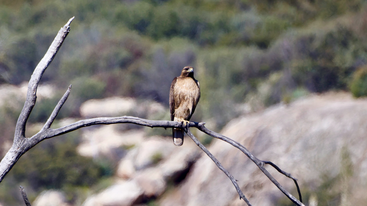 Red-tailed Hawk