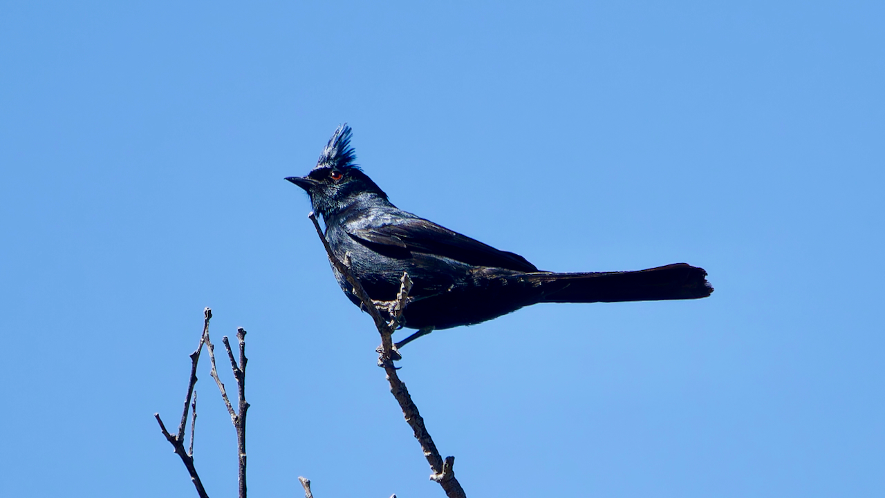 Phainopepla