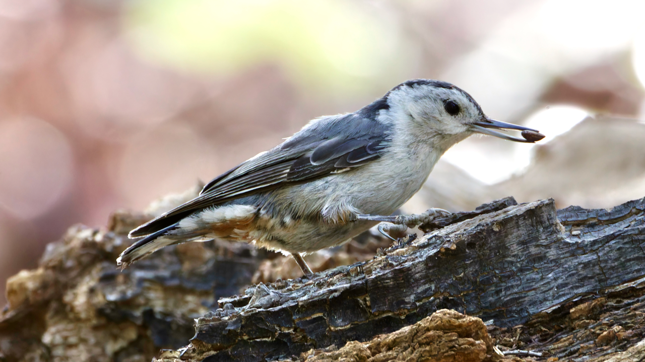 White-breasted Nuthatch
