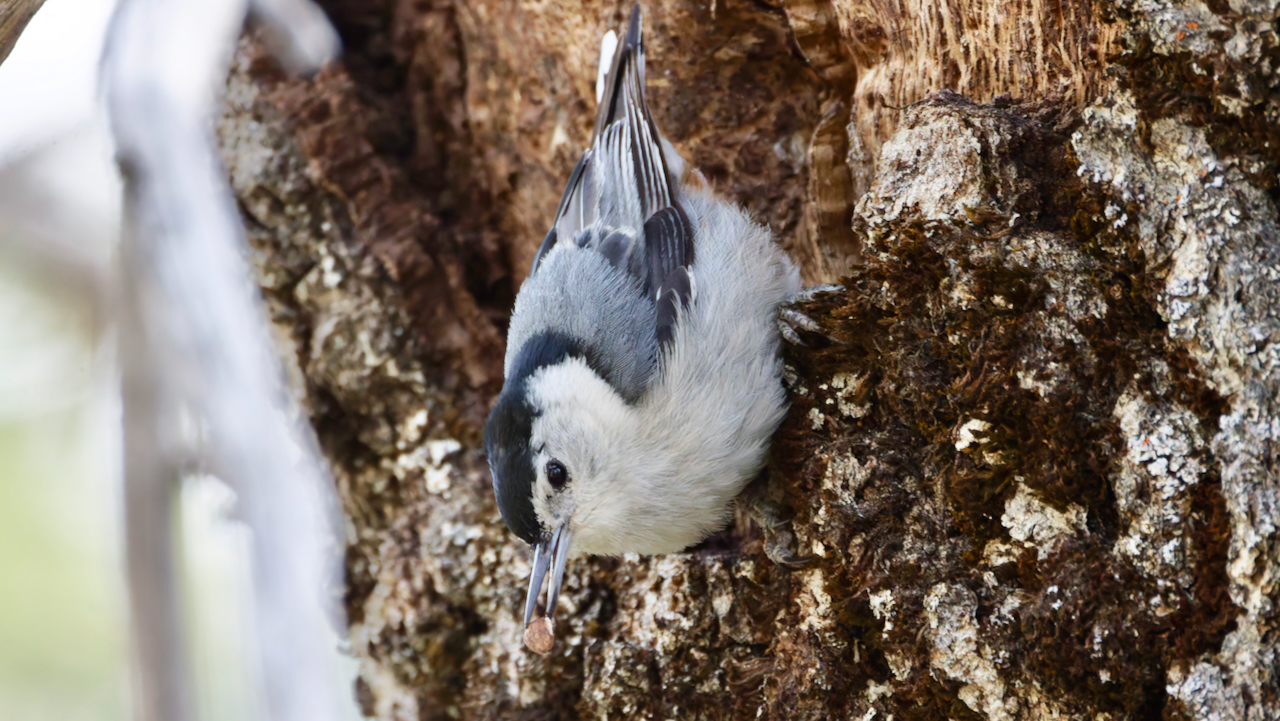 White-breasted Nuthatch