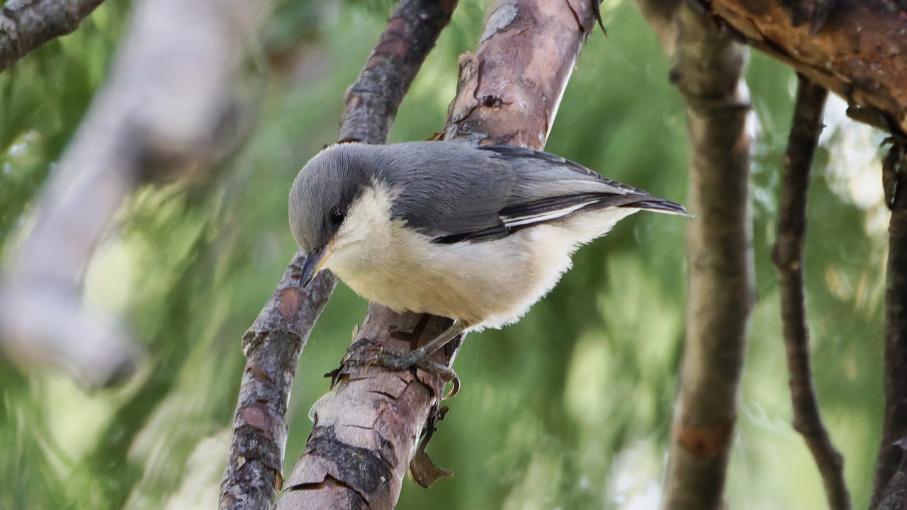 Pygmy Nuthatch