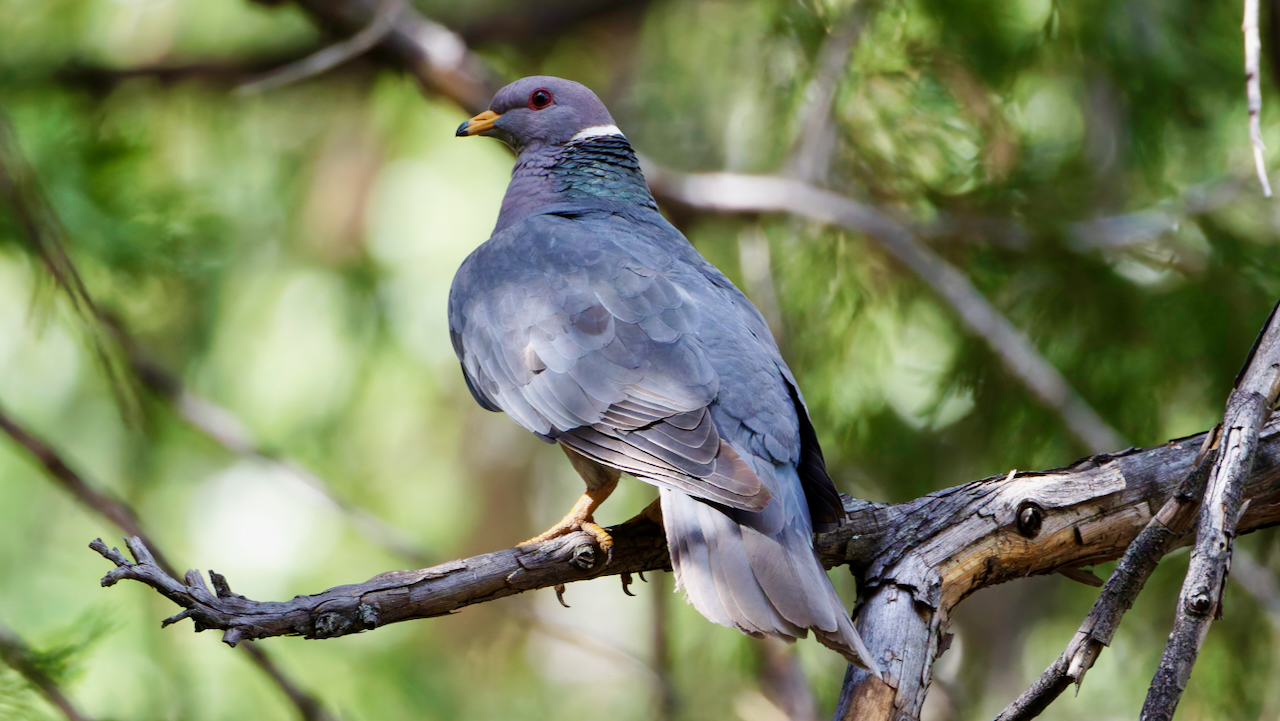 Band-tailed Pigeon