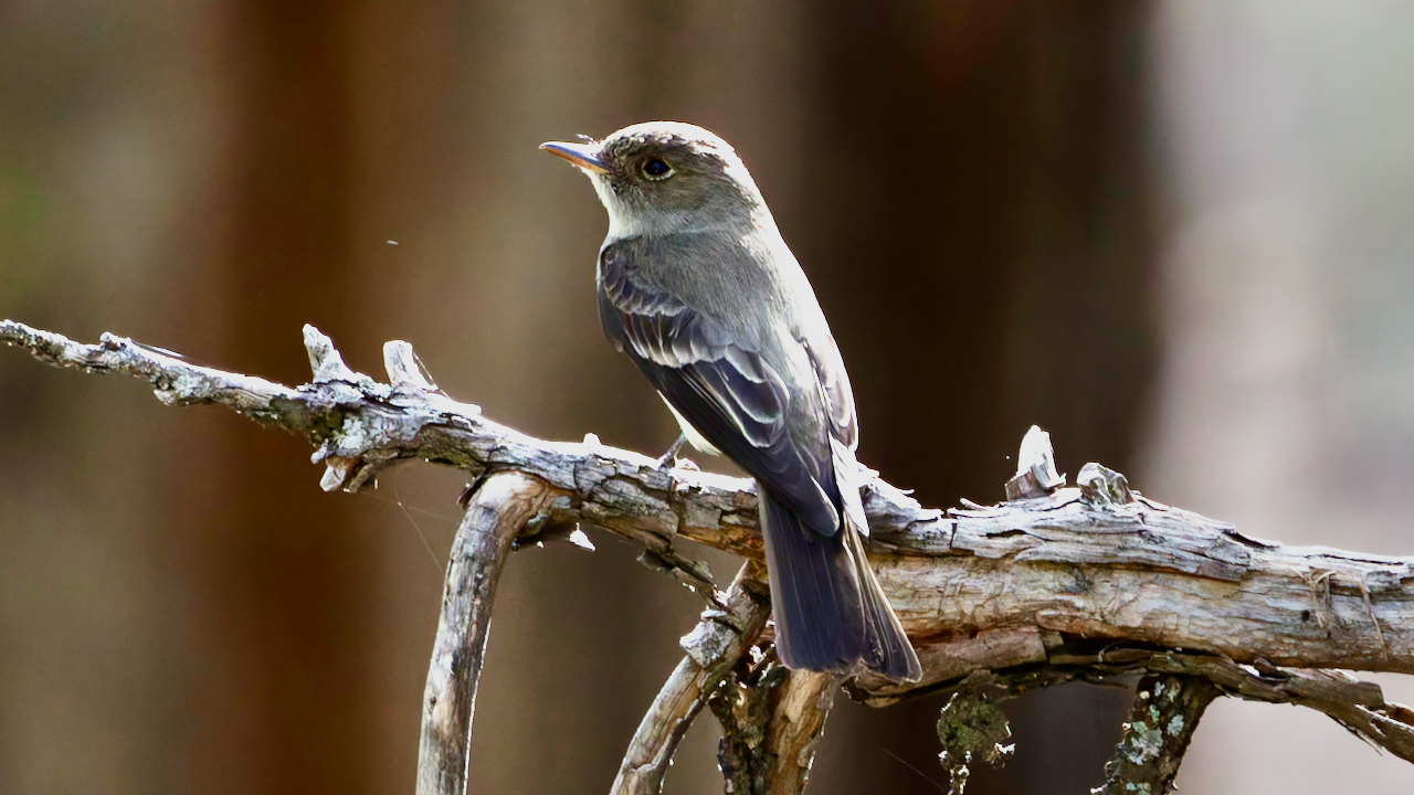 Western Wood-Pewee