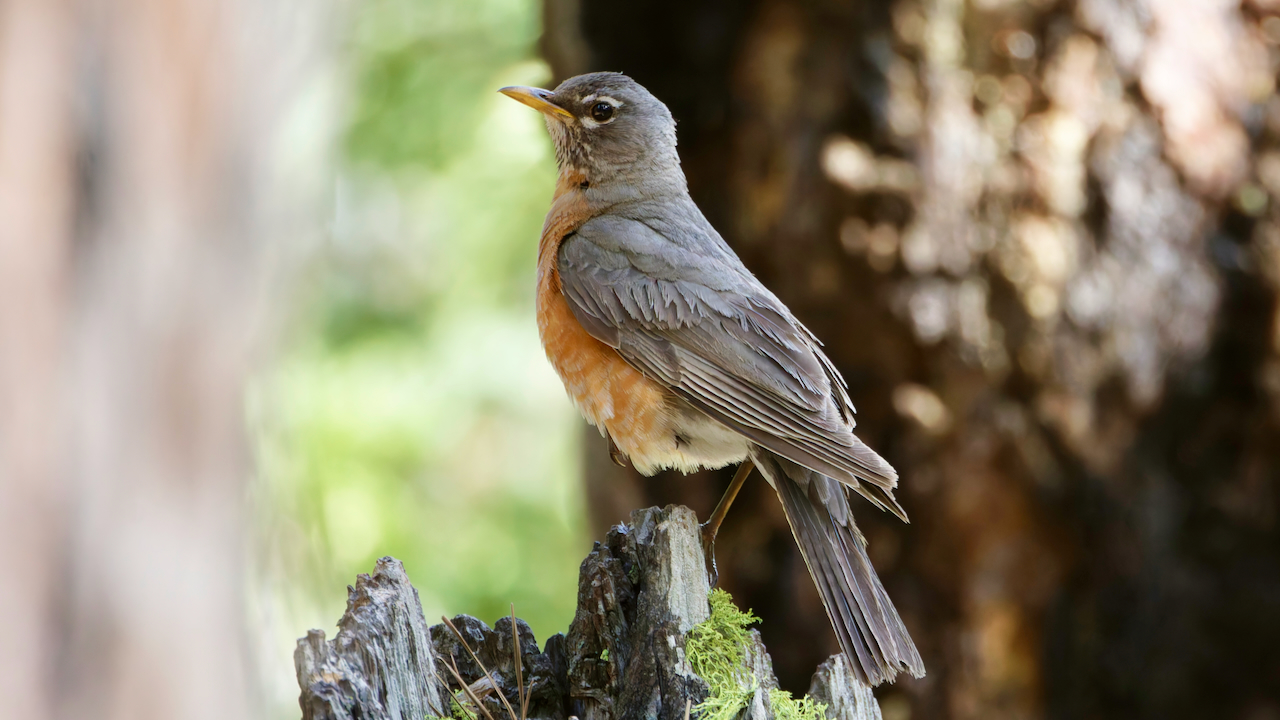 American Robin