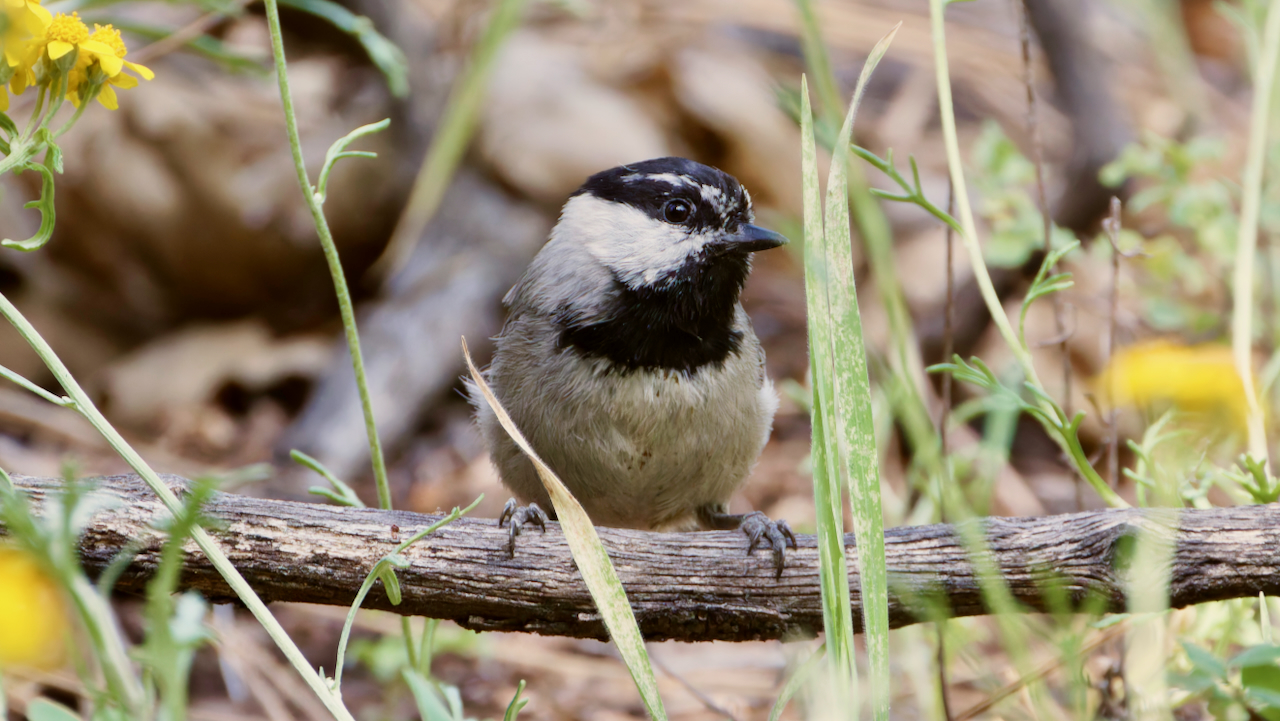Mountain Chickadee