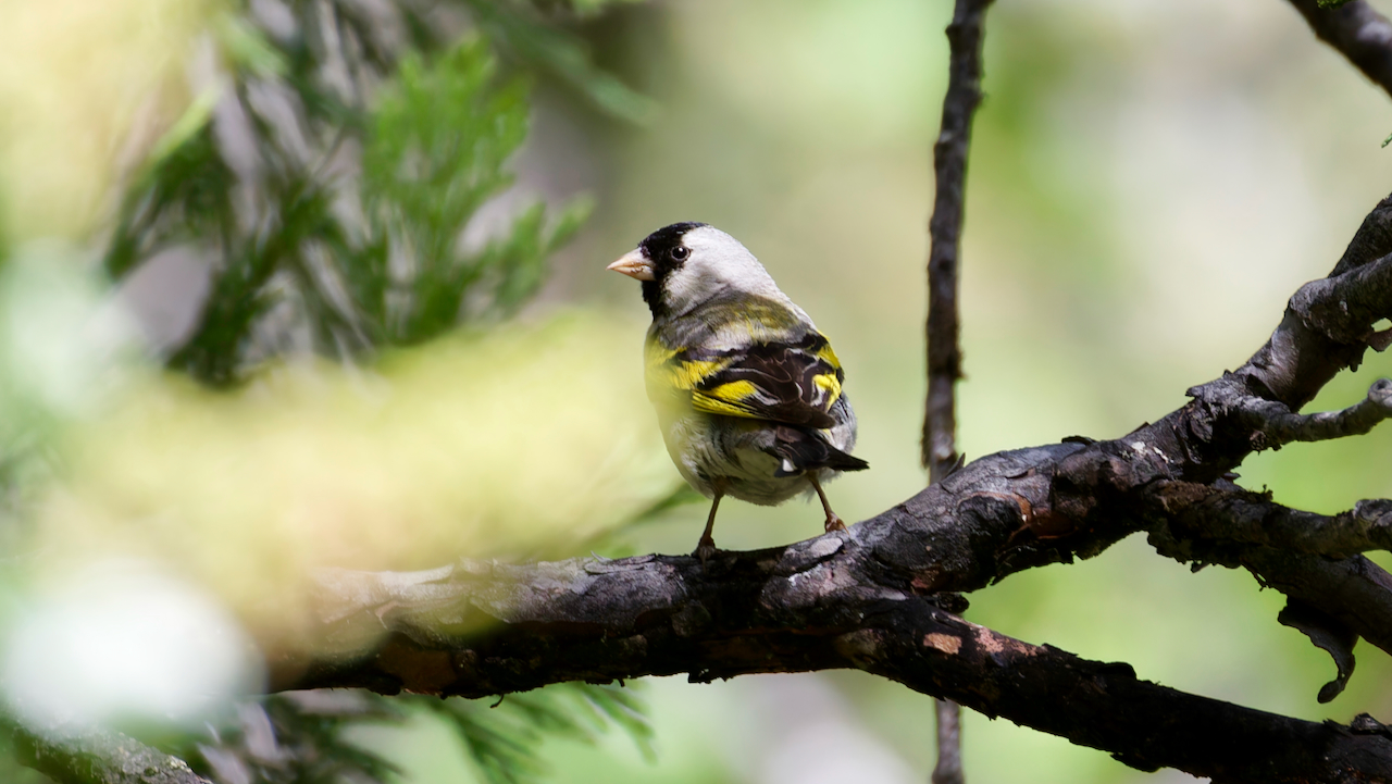 Lawrence’s Goldfinch