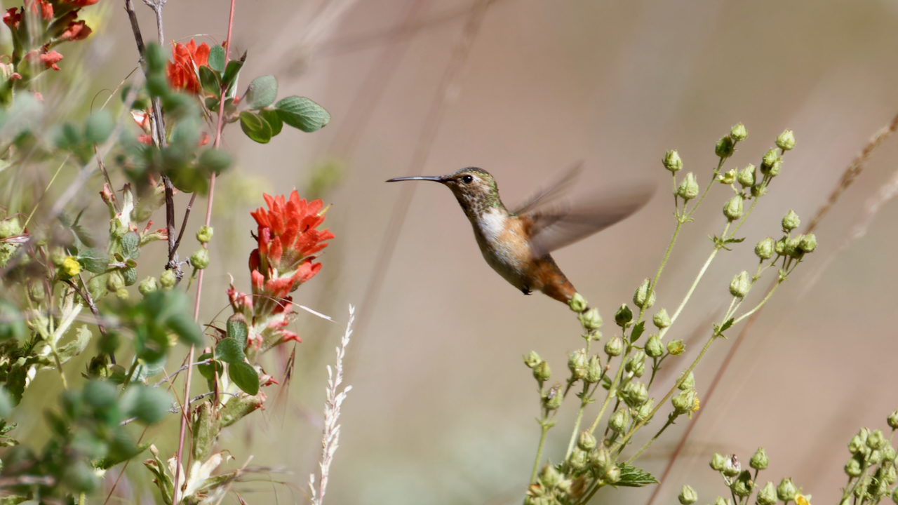 Allen’s Hummingbird