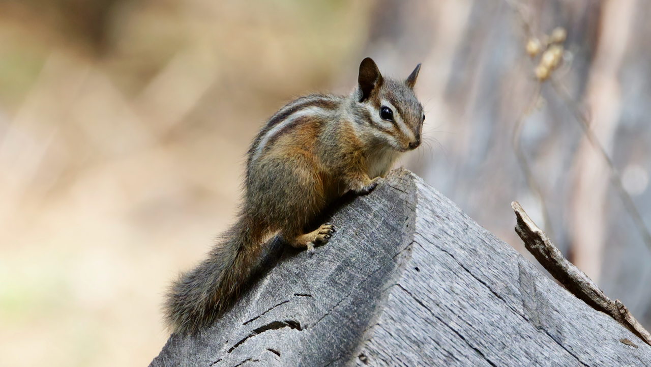 Merriam's Chipmunk